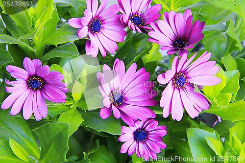 Image of violet african daisy (Dimorphoteca, Osteospermum) flower