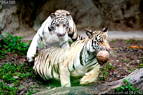 Image of Two Tigers