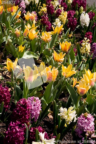 Image of Spring Flowers