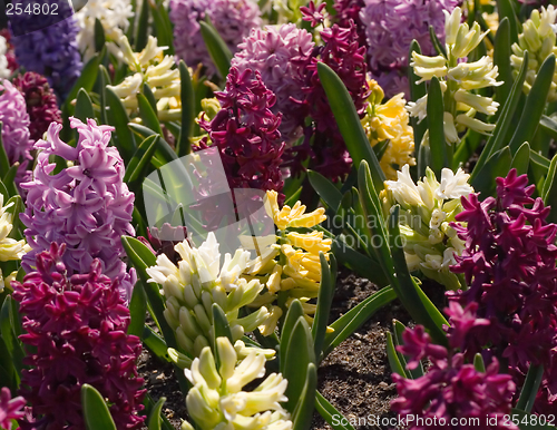 Image of Spring Flowers