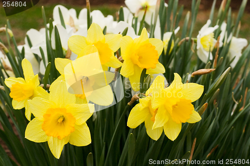 Image of Daffodils