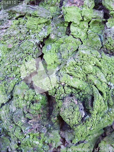 Image of Bark