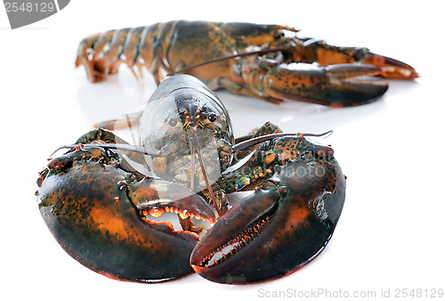 Image of lobsters