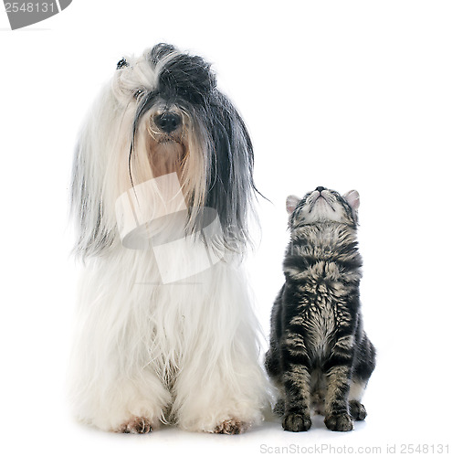 Image of tibetan terrier and kitten