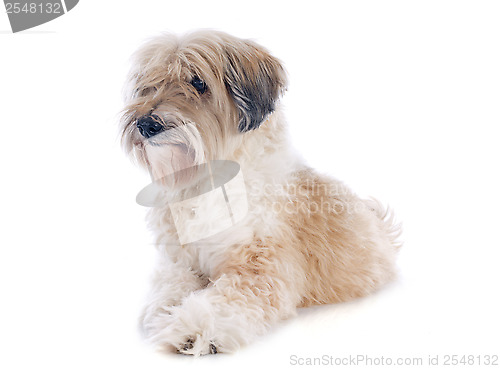 Image of tibetan terrier