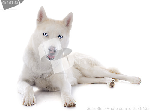 Image of siberian husky