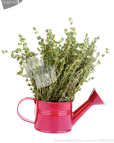 Image of Thyme