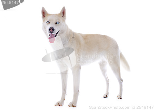 Image of siberian husky