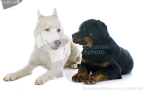 Image of siberian husky and rottweiler