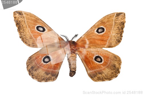 Image of Butterfly