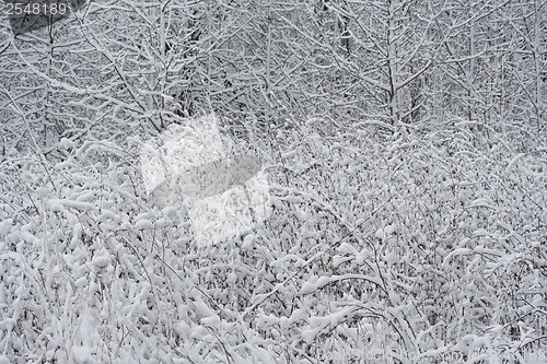 Image of Winter forest
