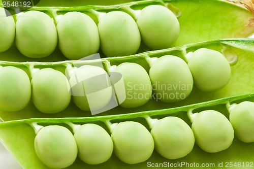 Image of Pea