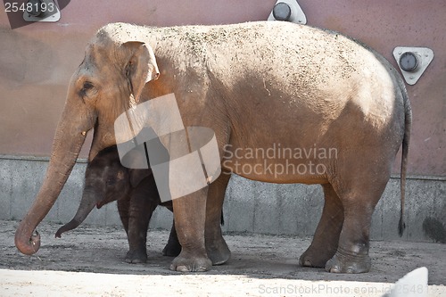 Image of Elephant