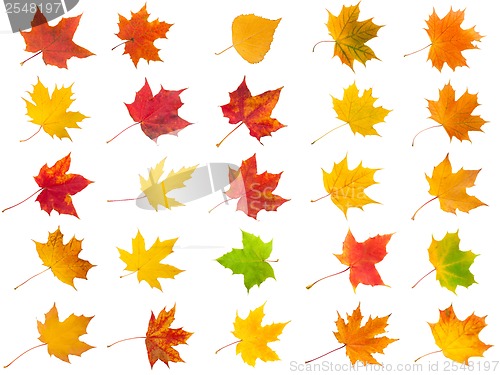 Image of Maple leaves