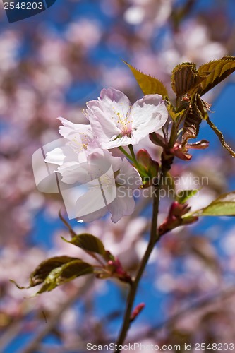 Image of Cherry blossom