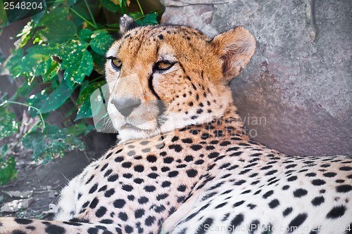 Image of Cheetah