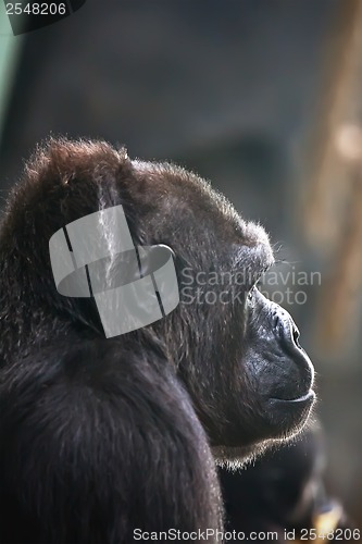 Image of Gorilla