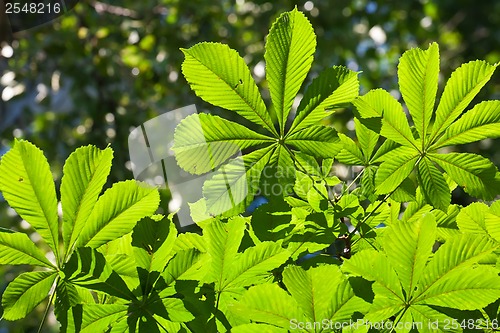 Image of Leaves background