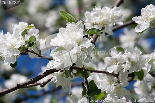 Image of Apple flowers