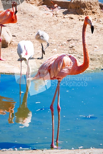 Image of Flamingo