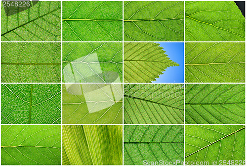 Image of Green leaves