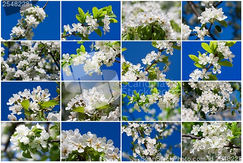 Image of Apple flowers