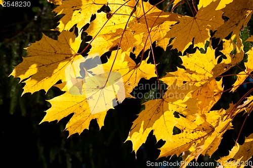 Image of Autumn