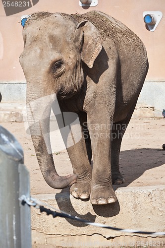 Image of Elephant