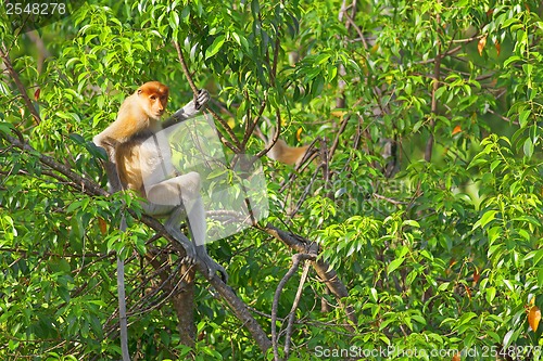 Image of Proboscis monkey