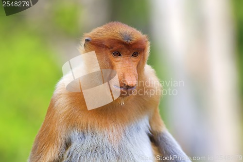 Image of Proboscis monkey