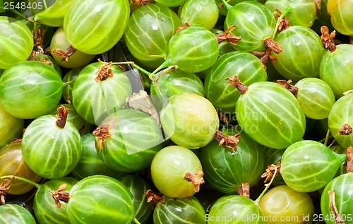Image of Gooseberries