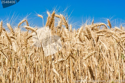 Image of Wheat field