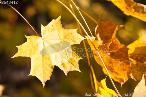 Image of Autumn