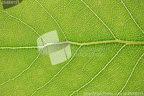 Image of Green leaf