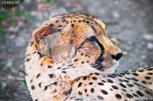 Image of Cheetah