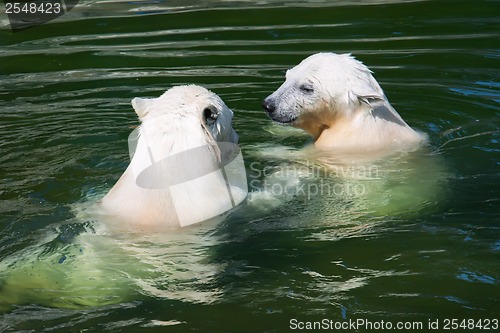 Image of Polar bear