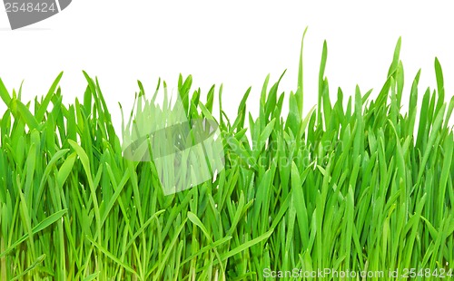 Image of Green grass