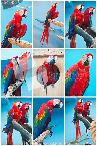 Image of Ara parrots