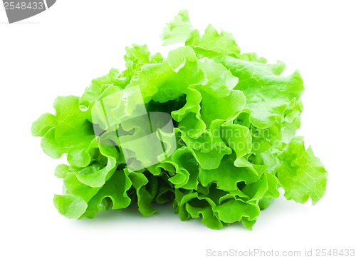 Image of Lettuce