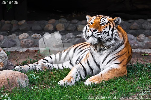 Image of Tiger