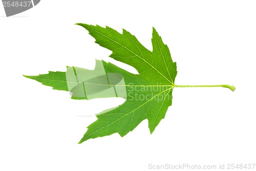 Image of Green leaf