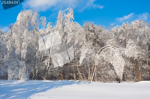 Image of Winter forest