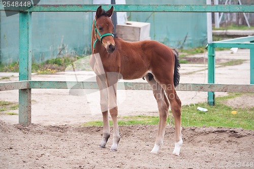 Image of Horse
