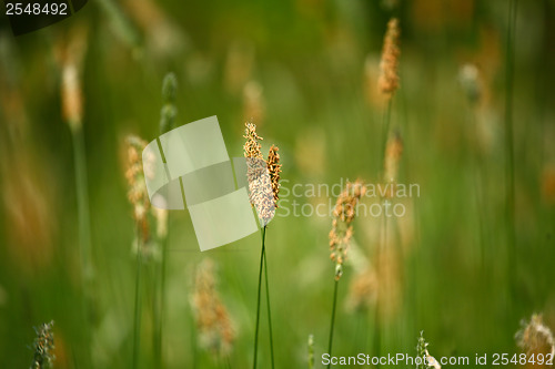 Image of Grass detail