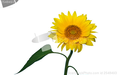 Image of Isolated sunflower close up 