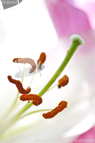 Image of Close up of a pink orchid