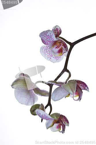 Image of Close up of an orchid