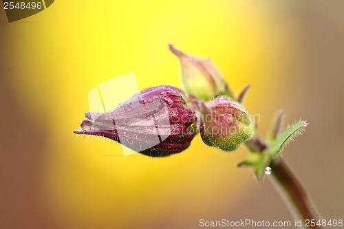 Image of Close up of flowers