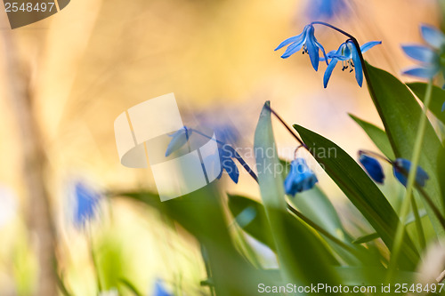 Image of Blue wild flower in the grass
