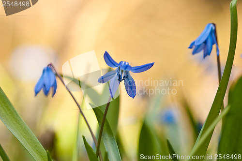 Image of Blue wild flower in the grass